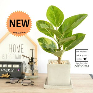 yz AeV[}ij Zg L[u^ 픫 STCY yVRӐ΁EMzD O[ AeB[V} AeBbV} AeV} oGK[^  Ft t͗l 