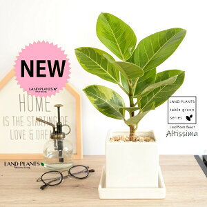 AeV[}ij F L[u^ 픫 STCY yVRӐ΁EMz  zCg AeB[V} AeBbV} AeV} oGK[^  Ft t͗l  A  c 