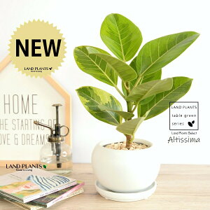 yiz AeV[}ij F ی^ 픫 yVRӐ΁EMz  zCg AeB[V} AeBbV} AeV} oGK[^  Ft t͗l  A  c c