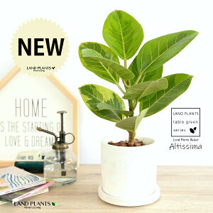 AeV[}ij y e NC|bg V_[^ STCY yVRӐ΁EMz zCg AeB[V} AeBbV} AeV} oGK[^  Ft t͗l 