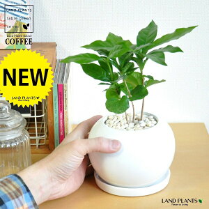 R[q[mL F ی` 픫 yF΁EMz  coffee R[q[̖ c c ϗtA A A    zCg  ی` Eh {[