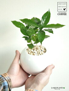 R[q[mL F ی` 픫 yF΁EMz  coffee R[q[̖ c c ϗtA A A    zCg  ی` Eh {[
