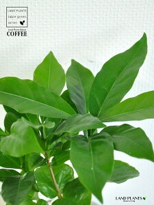R[q[mL F ی` 픫 yF΁EMz  coffee R[q[̖ c c ϗtA A A    zCg  ی` Eh {[