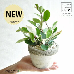 ホヤ(カルノーサ) ラウンド型 石模様 セメント製 陶器鉢 Mサイズ 【黄色小石・受皿】灰 灰色 グレー サクララン リップカラー ホヤカルノーサ 苗 苗木 鉢 鉢植え 陶器 植木鉢 コンクリート