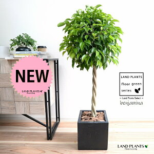 ベンジャミン(トピアリー仕立て) 黒色 ファイバー製 キューブ型 陶器鉢 【バークチップ・受皿】黒 ブラック ベンジャミナ ベンジャミンリッチ ゴム ゴムの木 ゴムノキ フィカス 陶器 鉢