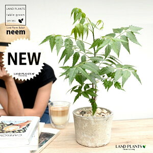 ~Nj[i̖؁j F X|bg V_[^ 픫 yVRӐ΁z zCg Ղ̖ j[ A j[IC xh ChZ_ AUWN` AAU