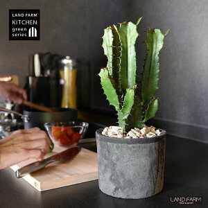 T{e i_tF_CEJNj F X|bg V_[^ 픫 yVRӐ΁z ubN JN^X T{e  A 1{ A  f eRb^