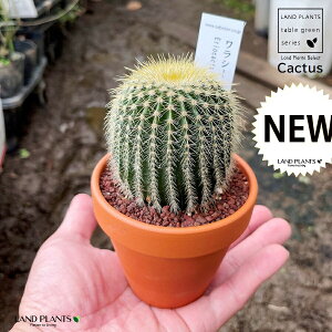 yAz T{eiGIJN^XEV[j 3 F fĂ yuEXg[z uE JN^X T{e  A eriocactus warasii