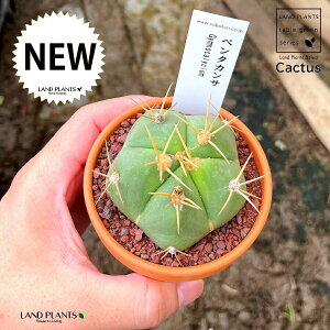 yAz T{eiMmJLEEy^JTj 3 F fĂ  yuEXg[z uE JN^X T{e  A Gymnocalycium pentacanthum