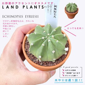 【多肉植物】 サボテン（刺無短毛丸：ムシタンゲマル） 3号 茶色 素焼き鉢 聖王丸 【ブラウンストーン】茶 ブラウン カクタス サボテン 多肉 多肉植物 Echinopsis eyriesii