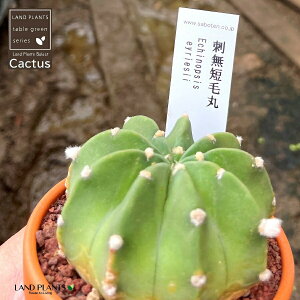 yAz T{eihZъہFV^Q}j 3 F fĂ  yuEXg[z uE JN^X T{e  A Echinopsis eyriesii