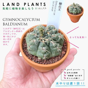 yAz T{eiԋʁFqJ_}j 3 F fĂ Ԃ yuEXg[z uE JN^X T{e  A Gymnocalycium baldianum