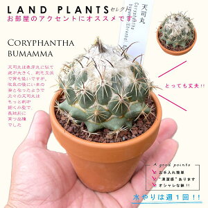 yAz T{eiViہFeV}j 3 F fĂ yuEXg[z uE JN^X T{e  A Coryphantha bumamma