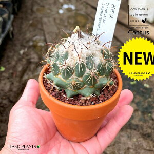 yAz T{eiViہFeV}j 3 F fĂ yuEXg[z uE JN^X T{e  A Coryphantha bumamma