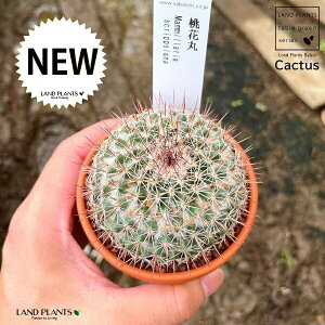 yAz T{eiԊہFgEJ}j 3 F fĂ }~A yuEXg[z uE JN^X T{e  A Mammillaria scrippsiana