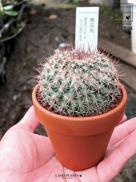 楽天市場】【多肉植物】 サボテン（桃花丸：トウカマル） 3号 茶色 