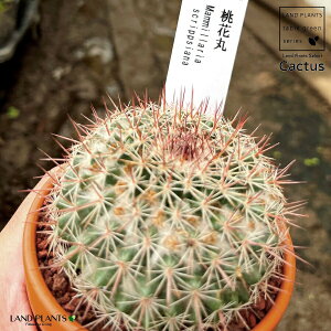 yAz T{eiԊہFgEJ}j 3 F fĂ }~A yuEXg[z uE JN^X T{e  A Mammillaria scrippsiana