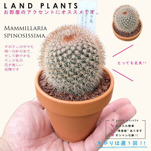 yAz T{eíXہFVEWE}j 3 F fĂ }~A yuEXg[z uE JN^X T{e  A Mammillaria spinosissima