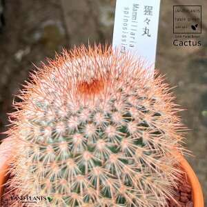 yAz T{eíXہFVEWE}j 3 F fĂ }~A yuEXg[z uE JN^X T{e  A Mammillaria spinosissima