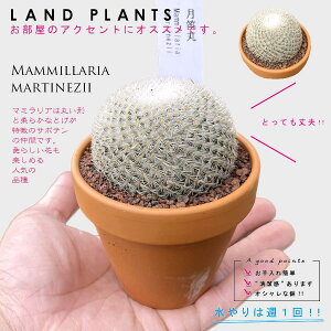 yAz T{eiJہFcLuG}j 3 F fĂ }~A yuEXg[z uE JN^X T{e  A Mammillaria martinezii