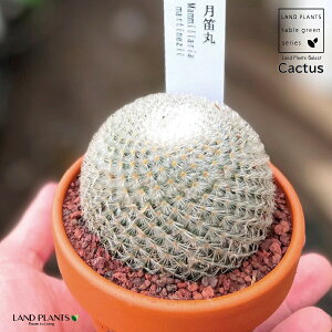 yAz T{eiJہFcLuG}j 3 F fĂ }~A yuEXg[z uE JN^X T{e  A Mammillaria martinezii