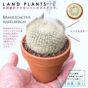yAz T{eiWFZbREj 3 F fĂ uWJN^X yuEXg[z uE JN^X T{e  A Brasilicactus haselbergii