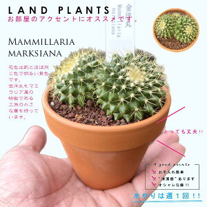 yAz T{eimہFLE}j 3 F fĂ yuEXg[z uE JN^X T{e  A Mammillaria marksiana
