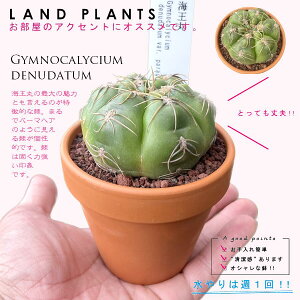 yAz T{eiCہFJCIE}j 3 F fĂ yuEXg[z uE JN^X T{e  A Gymnocalycium denudatum cv. "KAIOMARU"