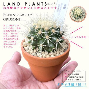 yAz T{eíFLV`j 3 F fĂ yuEXg[z uE JN^X T{e  A Echinocactus grusonii
