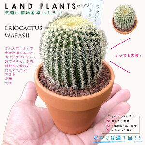 yAz T{eiGIJN^XEV[j 3 F fĂ yuEXg[z uE JN^X T{e  A eriocactus warasii
