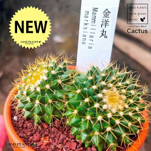 yAz T{eimہFLE}j 3 F fĂ yuEXg[z uE JN^X T{e  A Mammillaria marksiana