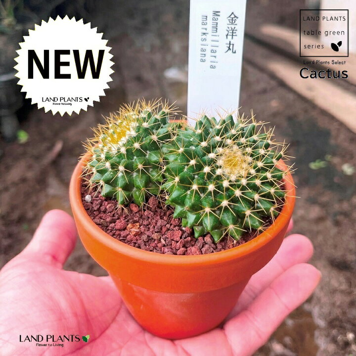 楽天市場】【多肉植物】 サボテン（金洋丸：キンヨウマル） 3号 茶色 