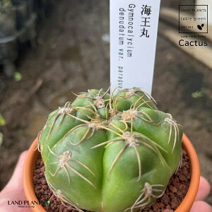yAz T{eiCہFJCIE}j 3 F fĂ yuEXg[z uE JN^X T{e  A Gymnocalycium denudatum cv. "KAIOMARU"