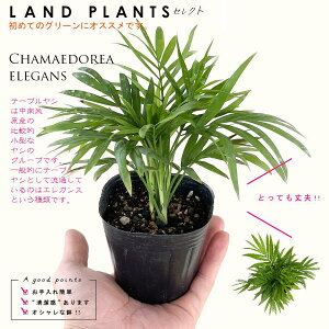 yc؁z e[uViVj 3 |bgc `hA GKX Chamaedorea elegans