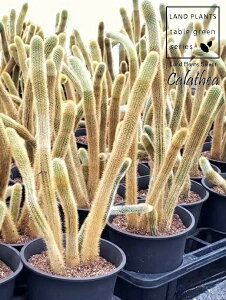 �T�{�e���i�����R�F�q���T�{�e���j 5�� ���F �v���X�`�b�N�� �����R�T�{�e�� �R�T�{�e�� �I�E�S���`���E Cleistocactus winteri