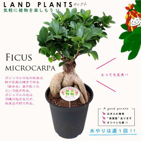 ガジュマル（幹太） 5号 プラスチック鉢 黒色 Ficus microcarpa