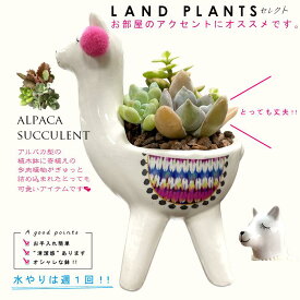 多肉植物（寄せ植え） アルパカ型 陶器鉢（小） ピンク