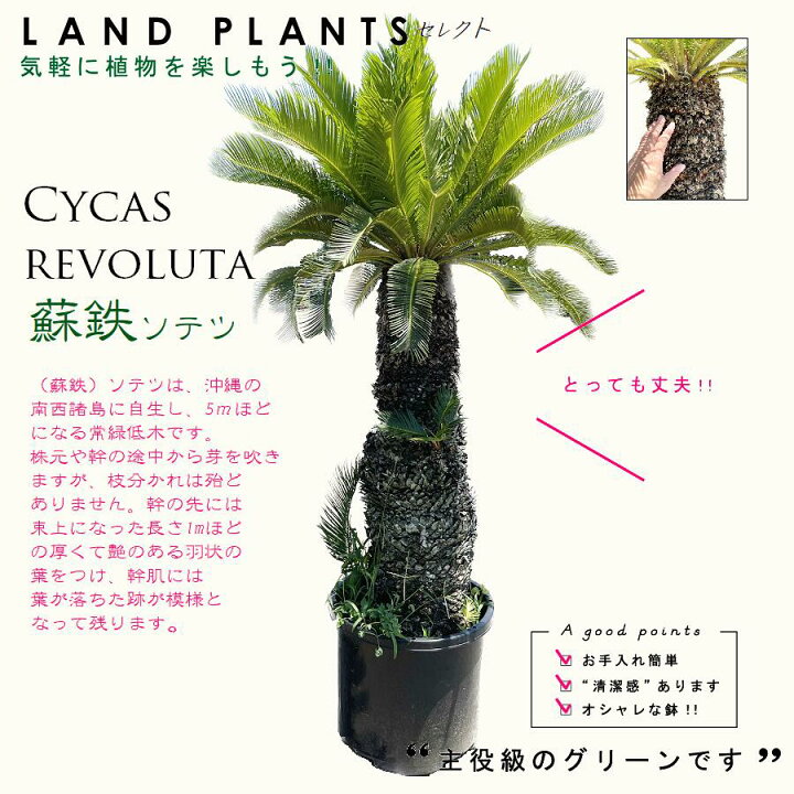 楽天市場】【限定1点】 蘇鉄（ソテツ）極太 2m Cycas revoluta 