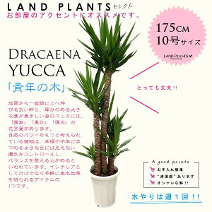 yjpz hZiibJFN̖؁j 10 vX`bN 175cm Dracaena yucca