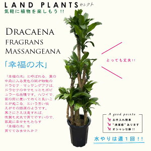 yjpz hZii}bTFK̖؁j 10 vX`bN 180cm }bTQAi hZi}bTDracaena fragrans "Massangeana"