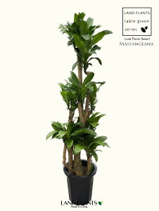 yjpz hZii}bTFK̖؁j 10 vX`bN 180cm }bTQAi hZi}bTDracaena fragrans "Massangeana"