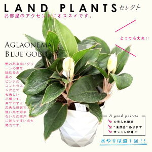AOIl}iu[S[hj 5 vX`bN F Aglaonema 'Blue gold'