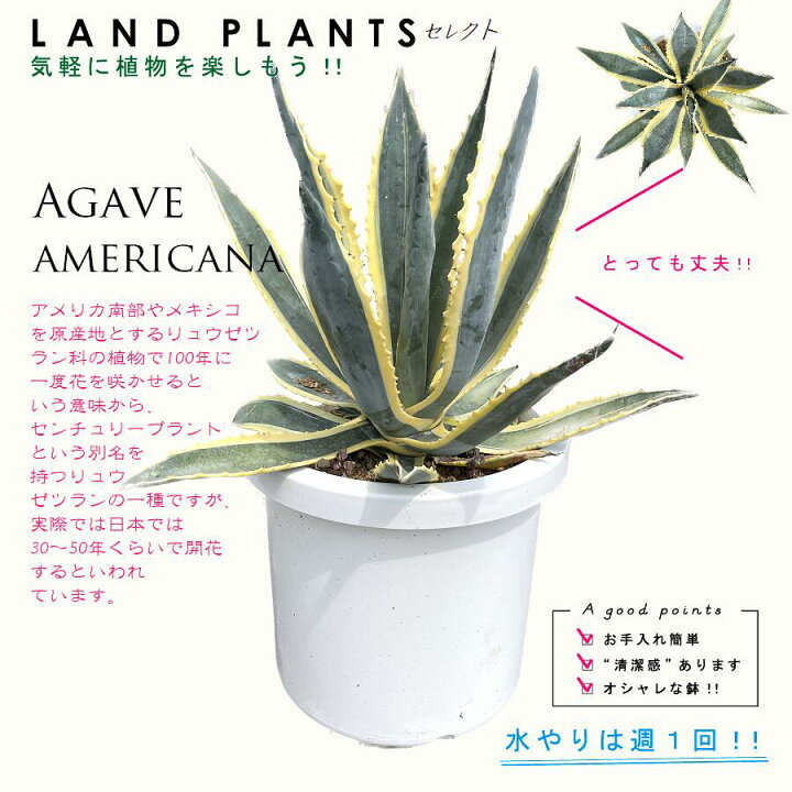 楽天市場】アガベ（アメリカーナ・バリエガータ）斑入り 10号 