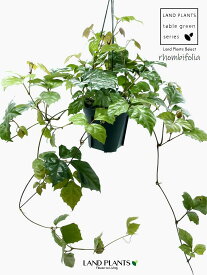 【つる植物】 シッサス・ロンビフォリア（グレープアイビー） 6号 吊り鉢 プラスチック鉢 Cissus rhombifolia