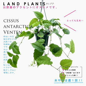 【つる植物】 カンガルーアイビー（シッサス・アンタルクティカ） 6号 吊り鉢 プラスチック鉢 Cissus antarctica