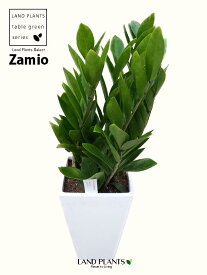 ザミオクルカス 6号 プラスチック鉢 Zamioculcas zamiifolia