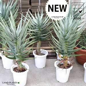 AGifBRg}j 1 8 vX`bN AGfBRg} aloe