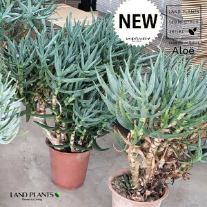 AGiVV}j 1 8 vX`bN AGVV} Aloe ramosissima