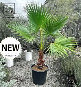 ViVgVj 1 15 t vX`bN F V̖ p[c[ ILiV VgjAp[ Washingtonia filifera