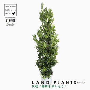 [GijFQbPCWj 10 vX`bN m[uE[ n[u j Laurus nobilis